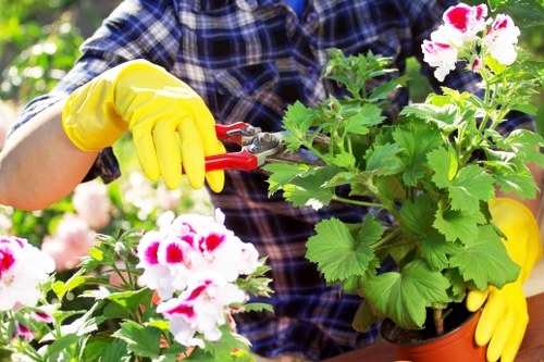 Healthy green lawn care in a South Hackney garden