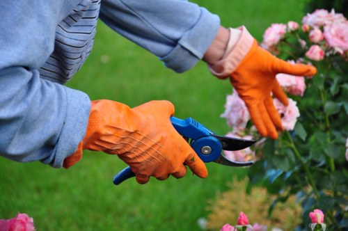 Stump grinding and tree removal services in South Hackney