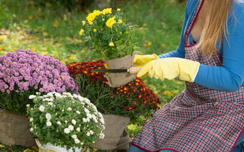 Seasonal gardening work in South Hackney borders