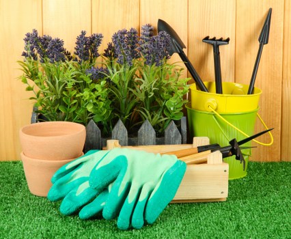 Crown pruning and maintenance for a healthy urban tree